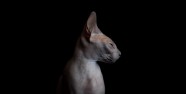 sphynx-cat-photos-by-alicia-rius-21