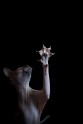 sphynx-cat-photos-by-alicia-rius-22