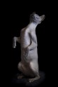 sphynx-cat-photos-by-alicia-rius-23