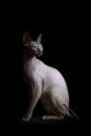 sphynx-cat-photos-by-alicia-rius-24