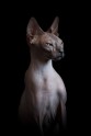 sphynx-cat-photos-by-alicia-rius-25