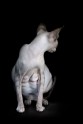 sphynx-cat-photos-by-alicia-rius-27