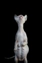 sphynx-cat-photos-by-alicia-rius-28