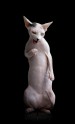 sphynx-cat-photos-by-alicia-rius-29