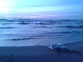 Сказ о тюлене на пляже