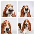 guinnevere-shuster-dogs-in-a-photo-booth-humane-society-of-utah-designboom-01