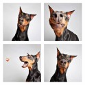 guinnevere-shuster-dogs-in-a-photo-booth-humane-society-of-utah-designboom-02