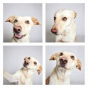 guinnevere-shuster-dogs-in-a-photo-booth-humane-society-of-utah-designboom-03