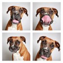 guinnevere-shuster-dogs-in-a-photo-booth-humane-society-of-utah-designboom-04