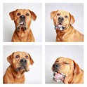 guinnevere-shuster-dogs-in-a-photo-booth-humane-society-of-utah-designboom-05