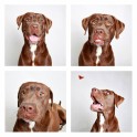 guinnevere-shuster-dogs-in-a-photo-booth-humane-society-of-utah-designboom-06