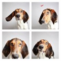 guinnevere-shuster-dogs-in-a-photo-booth-humane-society-of-utah-designboom-07