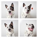 guinnevere-shuster-dogs-in-a-photo-booth-humane-society-of-utah-designboom-08