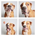 guinnevere-shuster-dogs-in-a-photo-booth-humane-society-of-utah-designboom-09