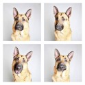 guinnevere-shuster-dogs-in-a-photo-booth-humane-society-of-utah-designboom-10