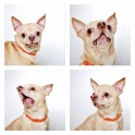 guinnevere-shuster-dogs-in-a-photo-booth-humane-society-of-utah-designboom-11
