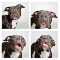 guinnevere-shuster-dogs-in-a-photo-booth-humane-society-of-utah-designboom-12