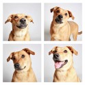 guinnevere-shuster-dogs-in-a-photo-booth-humane-society-of-utah-designboom-13