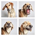 guinnevere-shuster-dogs-in-a-photo-booth-humane-society-of-utah-designboom-14