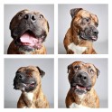 guinnevere-shuster-dogs-in-a-photo-booth-humane-society-of-utah-designboom-15