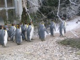 Ciirihe_Zoo_Katru dienu 12:30 pingvini dodas pastaigaa pa teritoriju, pa noteiktu marsrutu, drikst sekot, bet ne pieskarties, baidit, trauceet
