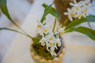 Частная коллекция орхидей из Литвы в Ботаническом саду