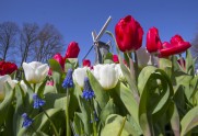 Keukenhofas ziedu parks Holandē - 19