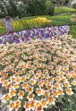 Keukenhofas ziedu parks Holandē - 21