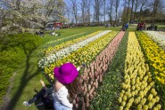 Keukenhofas ziedu parks Holandē - 22