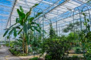 Salaspils botāniskais dārzs - jaunā oranžērija - 15