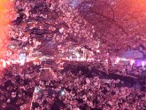 Sakura naktī