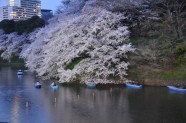 Sakura naktī