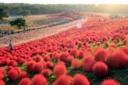 Hitachi Seaside Park - 25