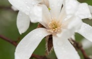 Magnolijas botāniskajā dārzā - 2
