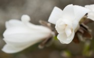 Magnolijas botāniskajā dārzā - 3