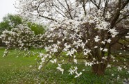Magnolijas botāniskajā dārzā - 4