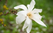 Magnolijas botāniskajā dārzā - 8