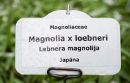 Magnolijas botāniskajā dārzā - 10