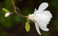 Magnolijas botāniskajā dārzā - 11