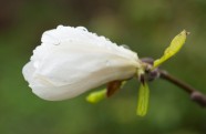 Magnolijas botāniskajā dārzā - 13
