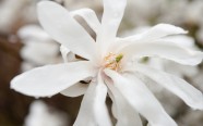 Magnolijas botāniskajā dārzā - 15