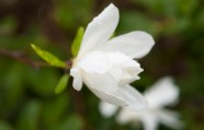 Magnolijas botāniskajā dārzā - 16