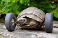 Bruņurupucis uz riteņiem - 1