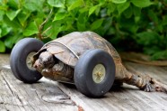 Bruņurupucis uz riteņiem - 3