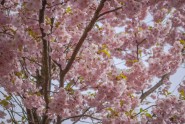 Таинство цветения сакуры