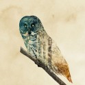double-exposure-animal-photography-andreas-lie-22__880