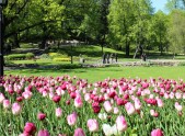 Rīgas parkos uzzied tulpes