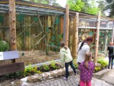 Rīgas zoo atklāj vasaras mītnes mazajiem pērtiķīšiem - 1