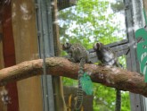 Rīgas zoo atklāj vasaras mītnes mazajiem pērtiķīšiem - 6