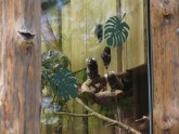 Rīgas zoo atklāj vasaras mītnes mazajiem pērtiķīšiem - 10